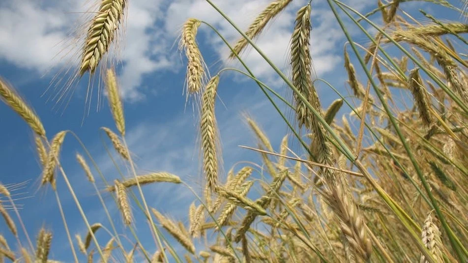 Відродження аграрної Херсонщини: уряд запровадив механізм компенсацій за втрачений врожай
