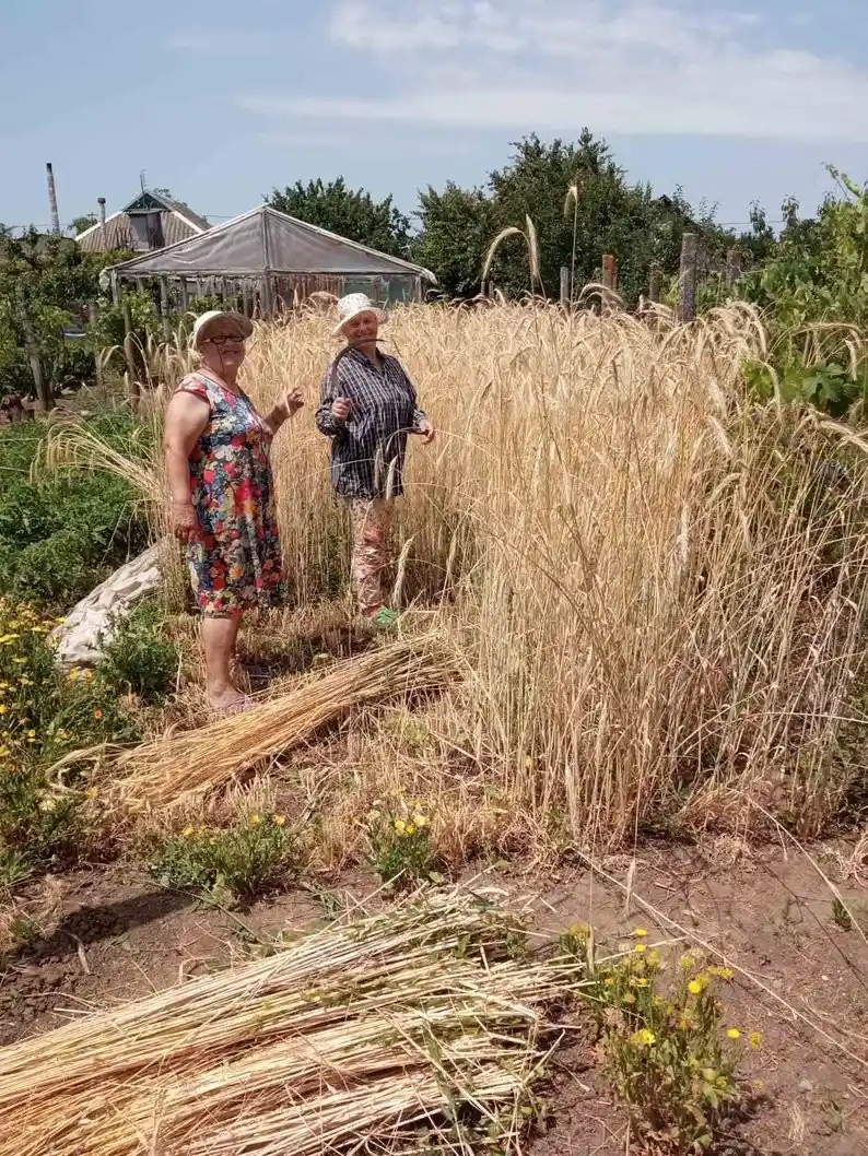 Золото з херсонських полів: як під час окупації колишня дизайнерка відродила давнє ремесло